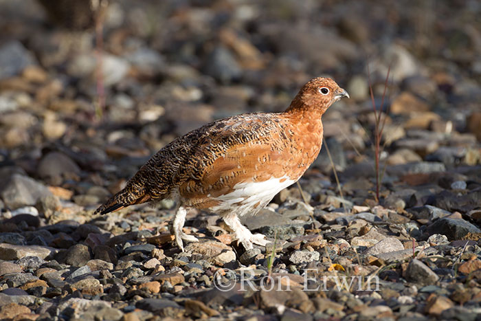 Male Willow Ptarmigan