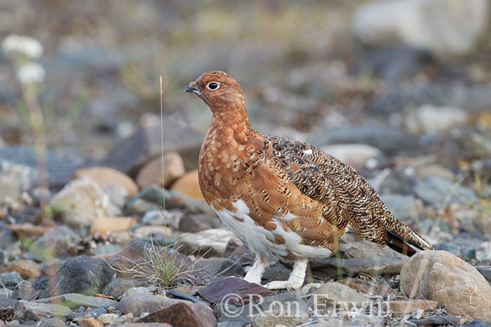 Male Willow Ptarmigan