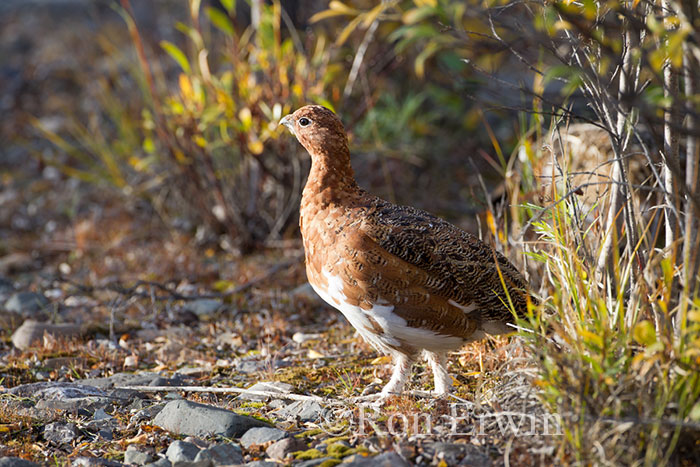 Male Willow Ptarmigan