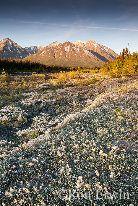 Quill Creek, Kluane, YT