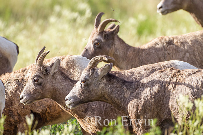 Bighorn Sheep