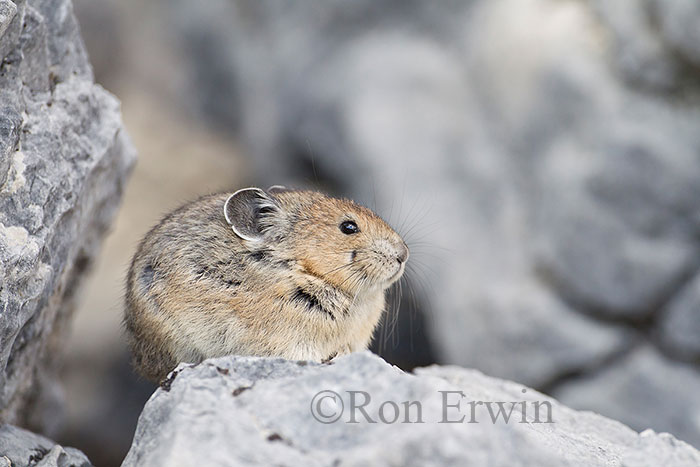 American Pika