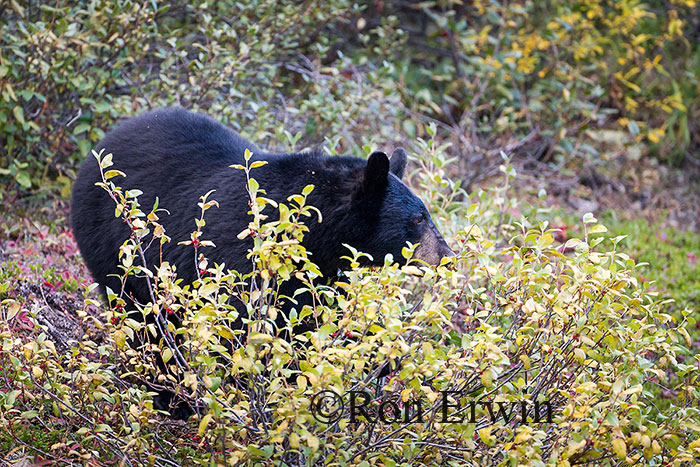 Black Bear