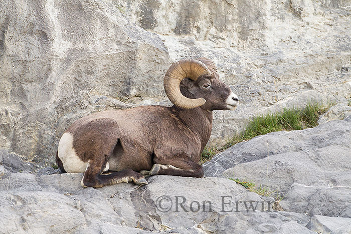 Bighorn Sheep Ram