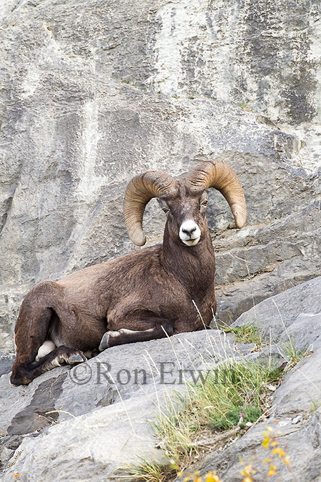 Bighorn Sheep Ram