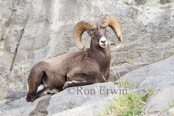 Bighorn Sheep Ram