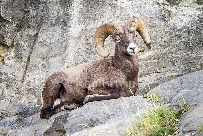 Bighorn Sheep Ram