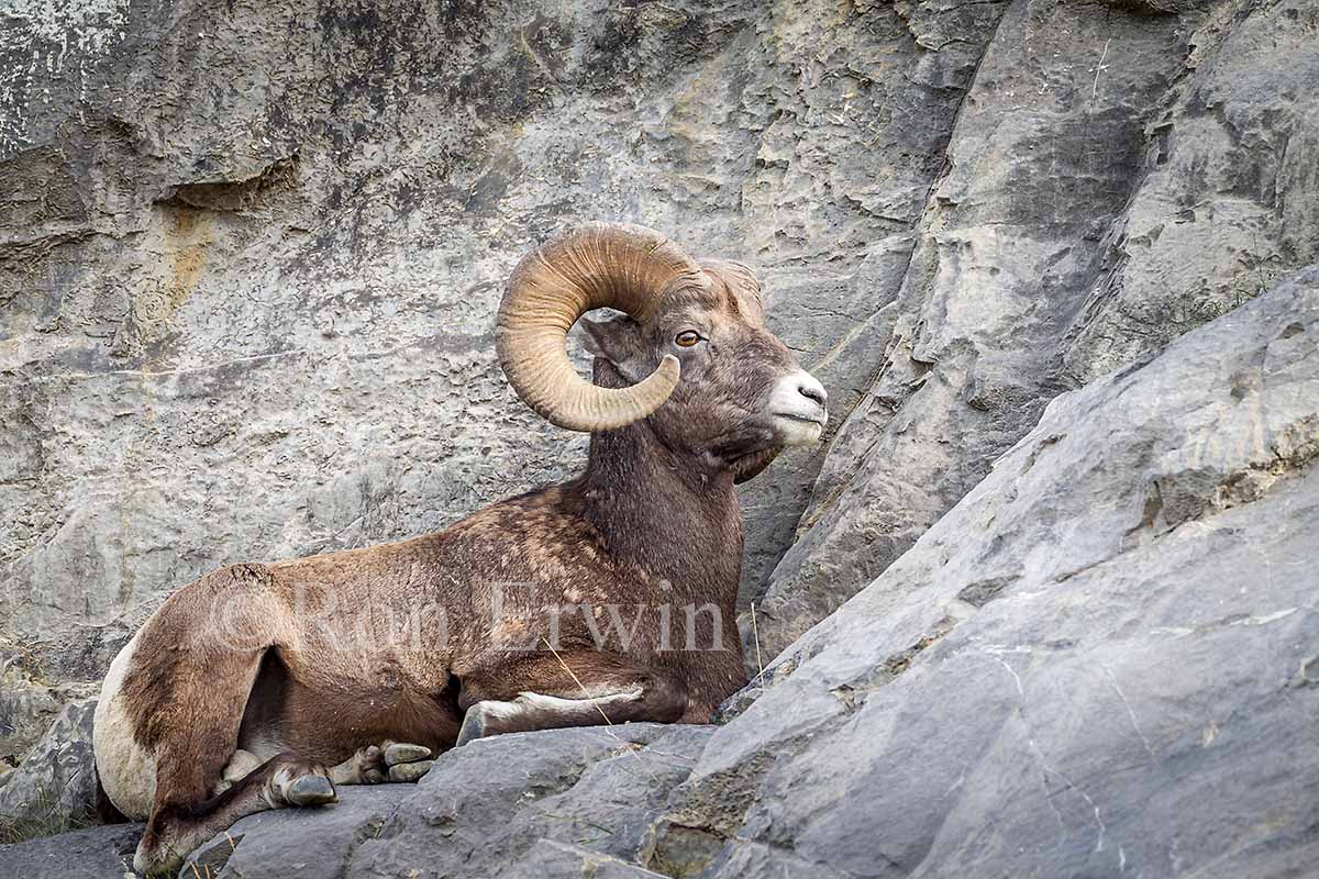 Bighorn Sheep Ram