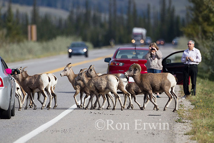 Bighorn Sheep on Road