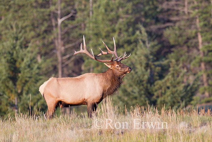 Bull Elk