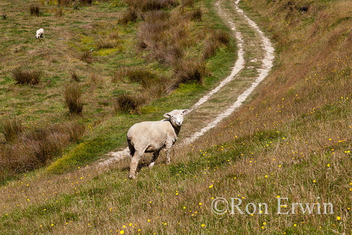 Sheep in New Zealand