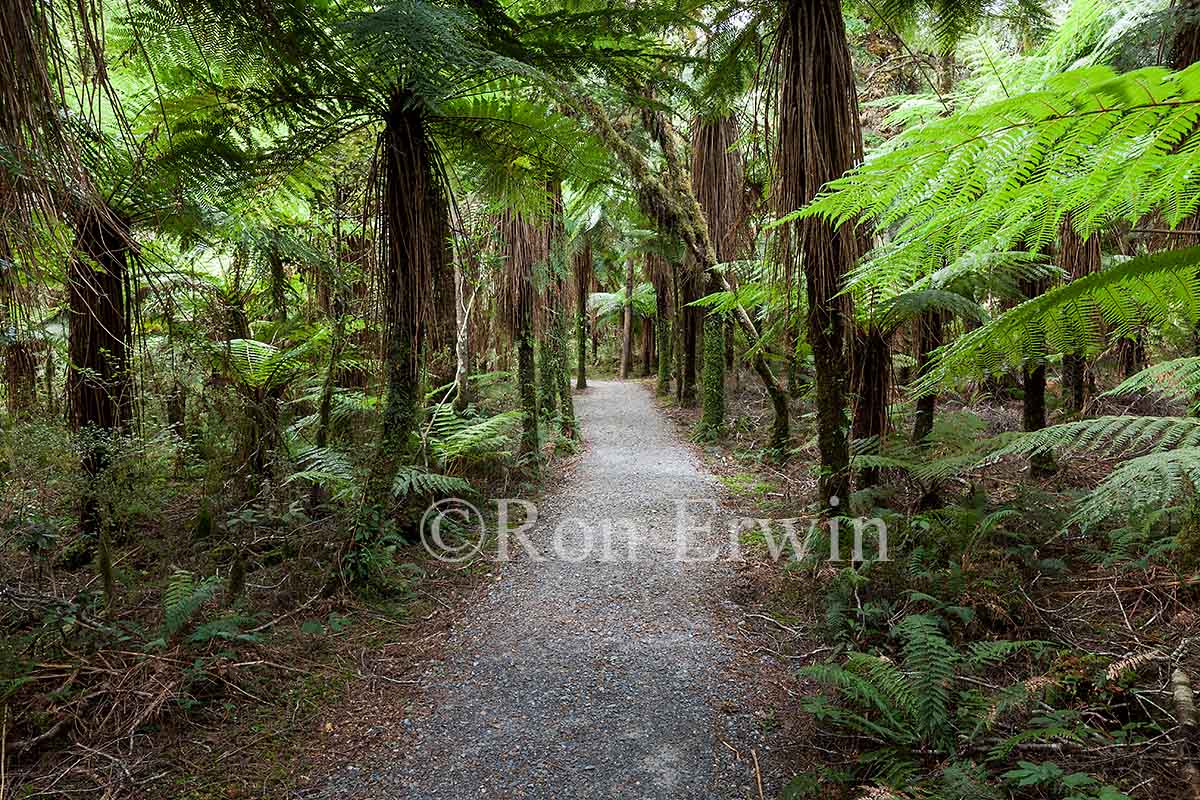 New Zealand Forest