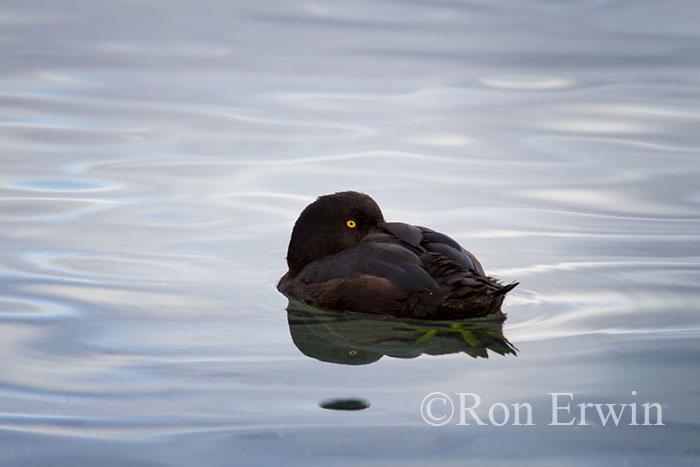 New Zealand Scaup or Papango