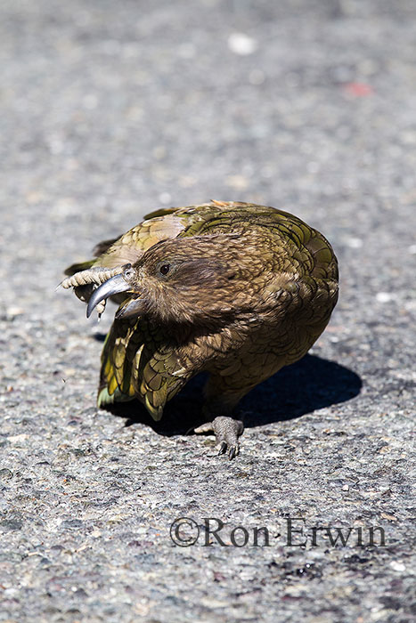 Kea, New Zealand's Alpine Parrot