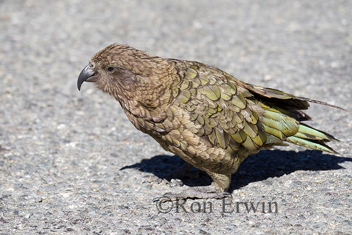 Kea, New Zealand's Alpine Parrot