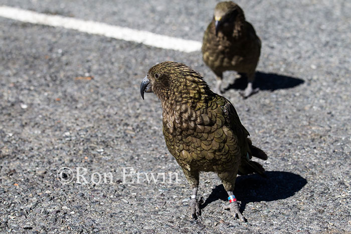 Kea, New Zealand's Alpine Parrot