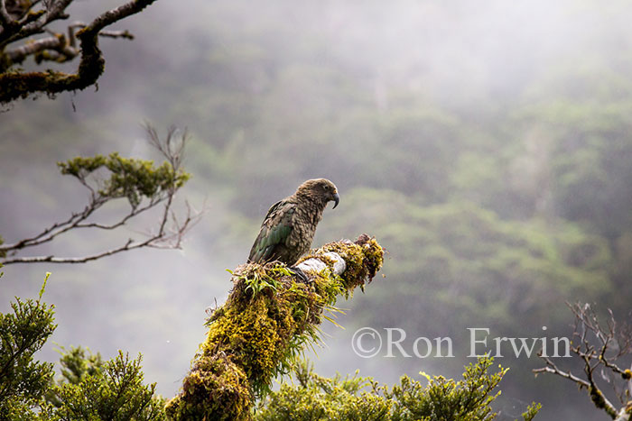 Kea, New Zealand's Alpine Parrot