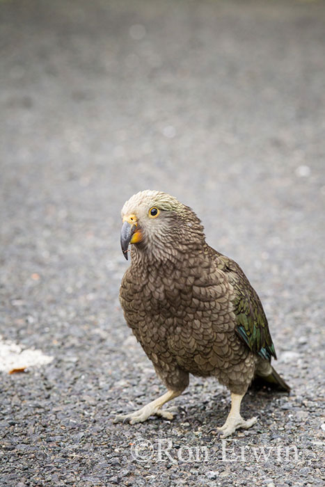 Kea, New Zealand's Alpine Parrot