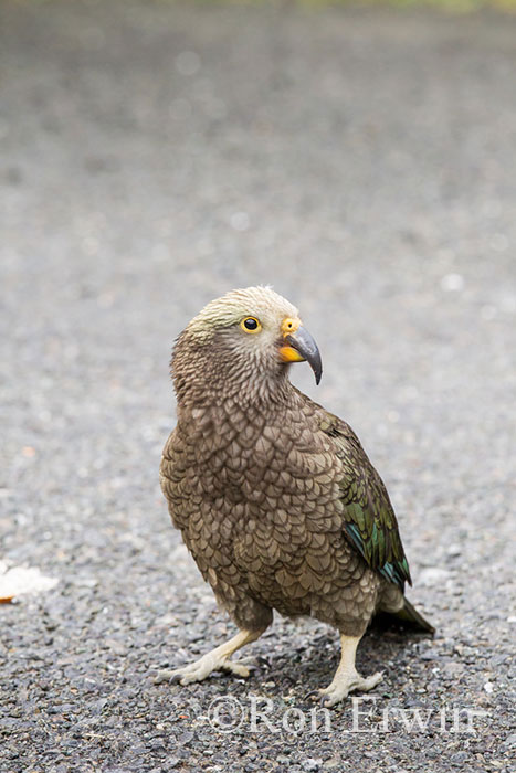 Kea, New Zealand's Alpine Parrot