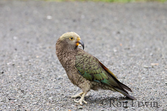 Kea, New Zealand's Alpine Parrot