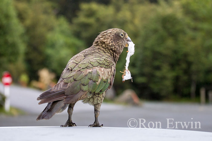 Kea, New Zealand's Alpine Parrot