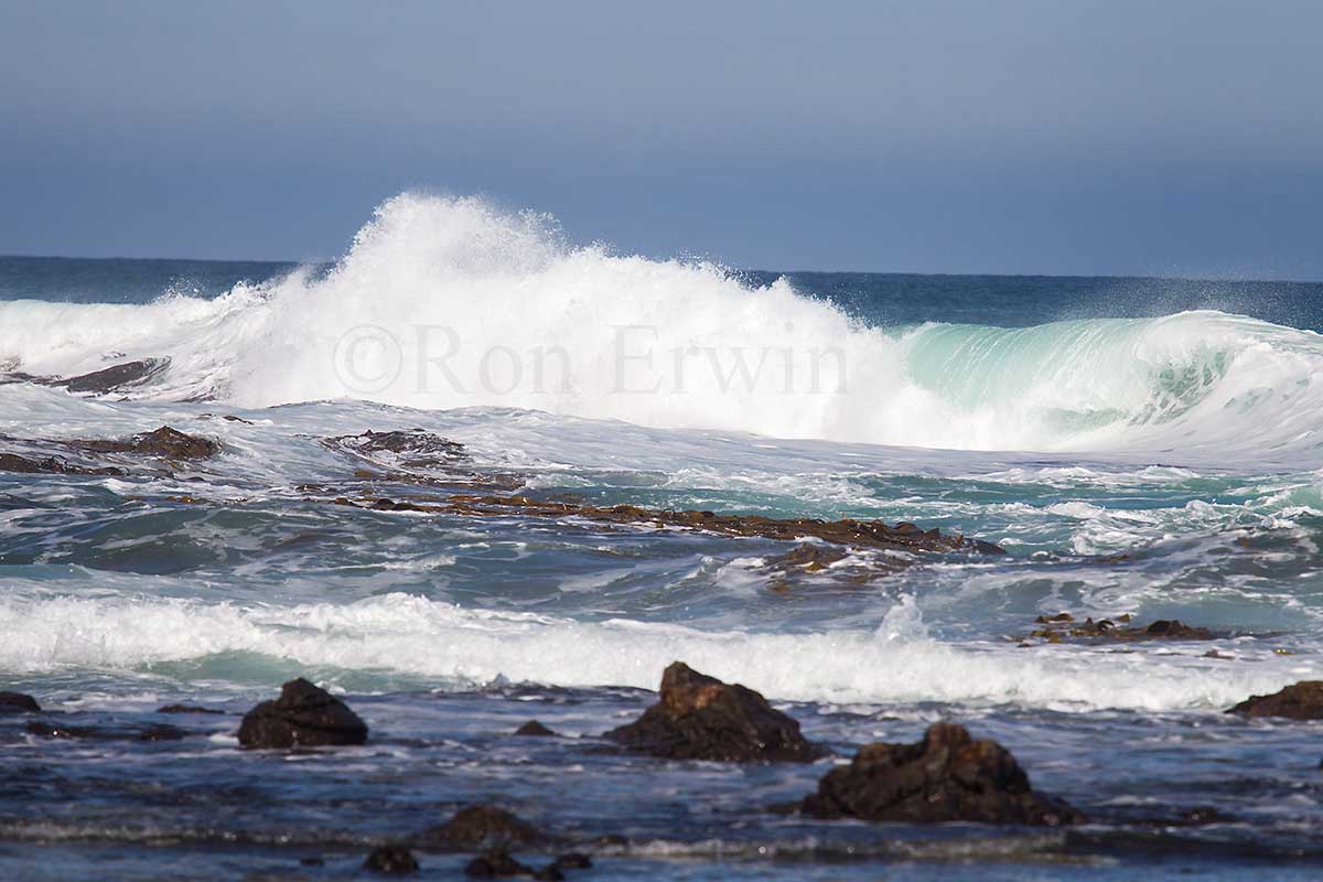 Curio Bay, New Zealand