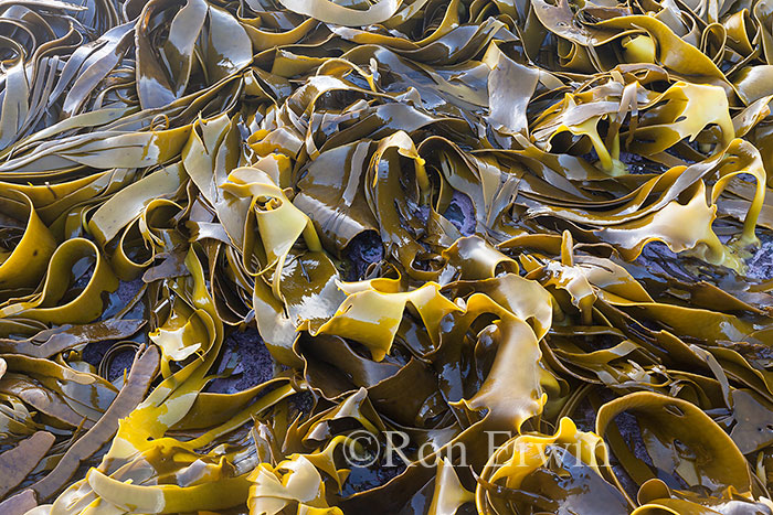 Bull Kelp, New Zealand