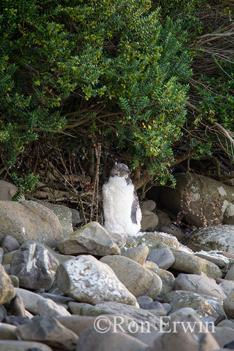 Moulting Yellow-eyed Penguin