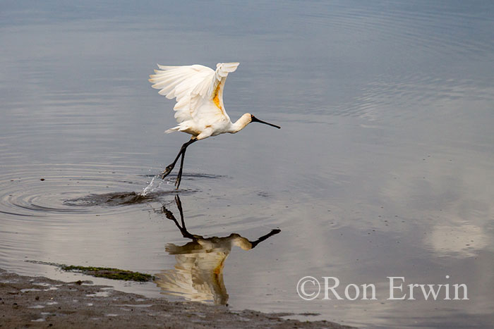 Royal Spoonbill