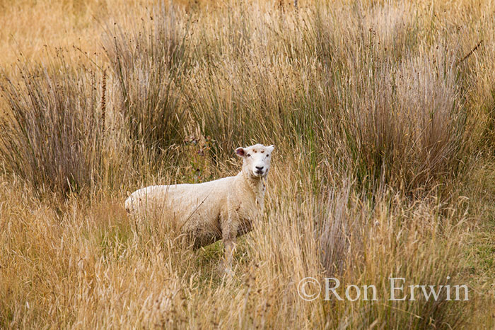 New Zealand Sheep