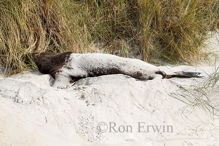 Male Sea Lion, NZ