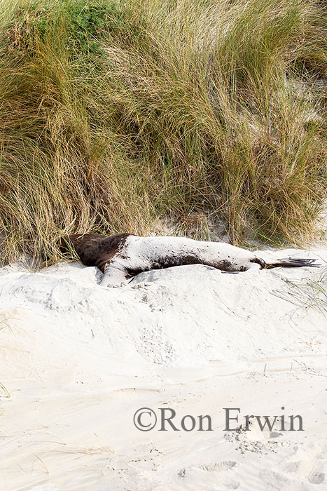 Male Sea Lion, NZ