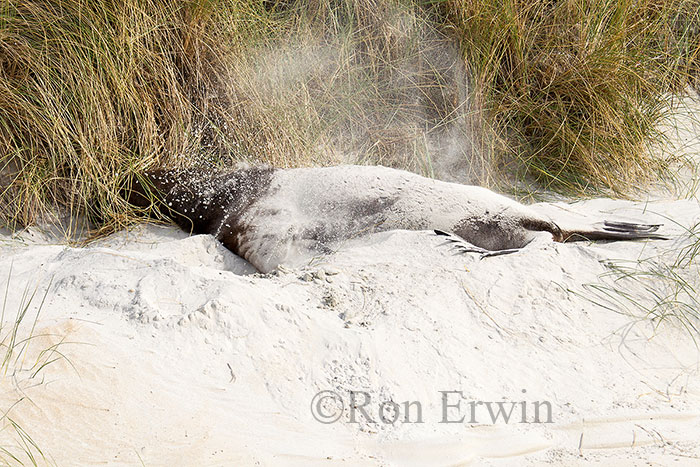 Male Sea Lion, NZ