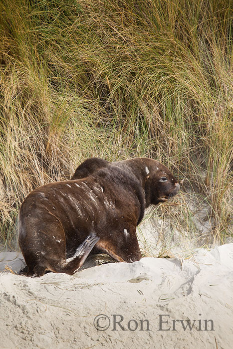 Male Sea Lion, NZ