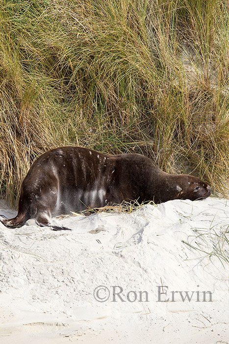 Male Sea Lion, NZ