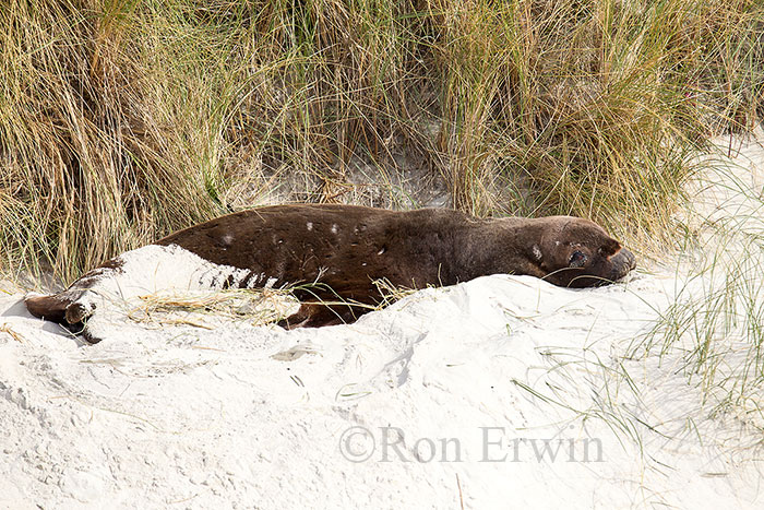 Male Sea Lion, NZ