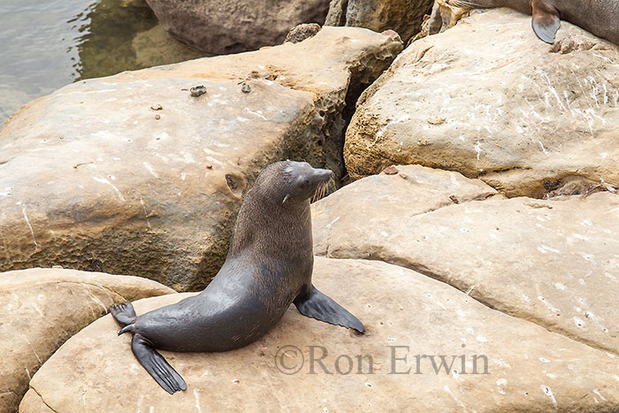 Kekeno or Fur Seals, NZ