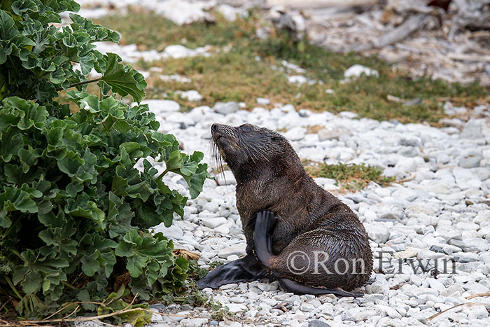 Kekeno or Fur Seal, NZ