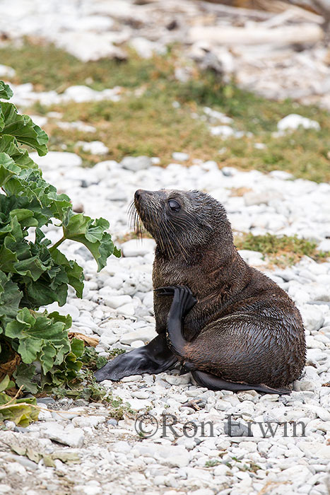 Kekeno or Fur Seal, NZ