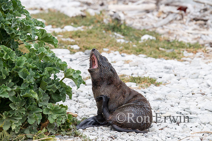 Yawning Kekeno or Fur Seal, NZ