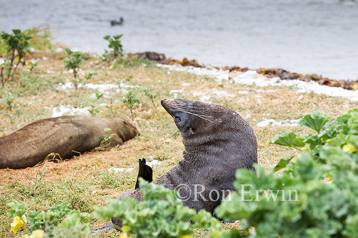 Kekeno or Fur Seal, NZ