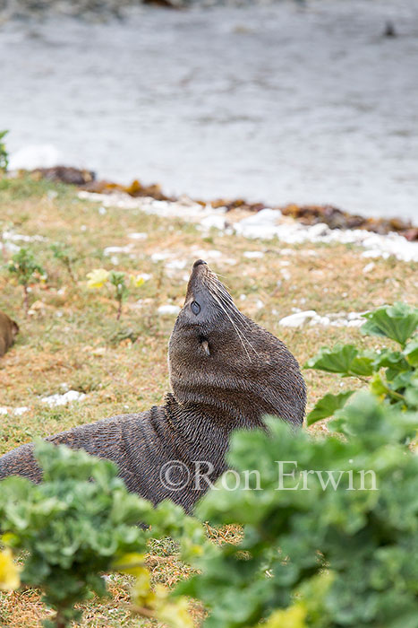 Kekeno or Fur Seal, NZ