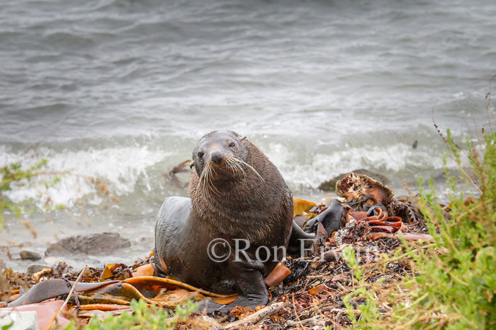 Kekeno or Fur Seal, NZ