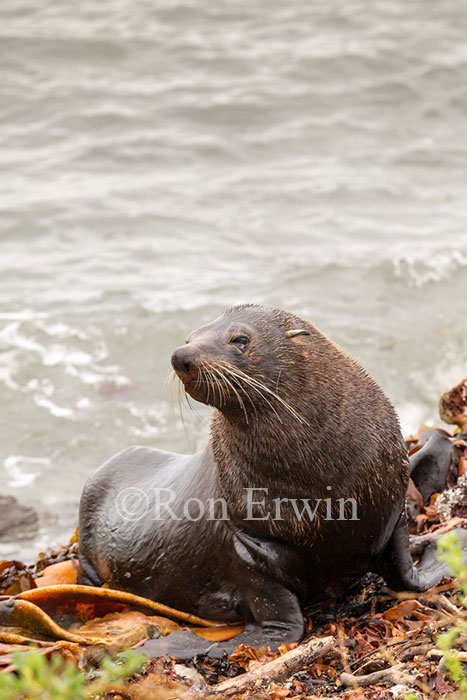 Kekeno or Fur Seal, NZ