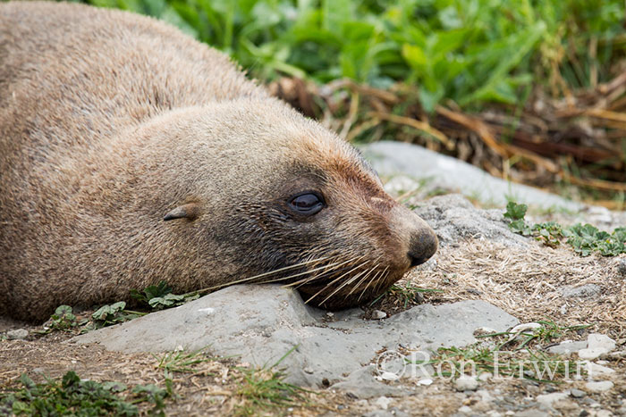 Kekeno or Fur Seal, NZ