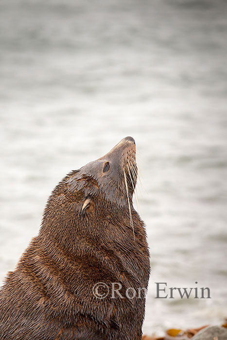 Kekeno or Fur Seal, NZ