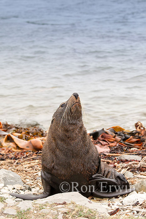 Kekeno or Fur Seal, NZ