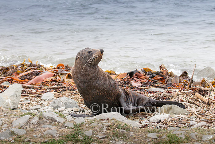 Kekeno or Fur Seal, NZ