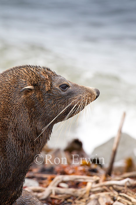 Kekeno or Fur Seal, NZ