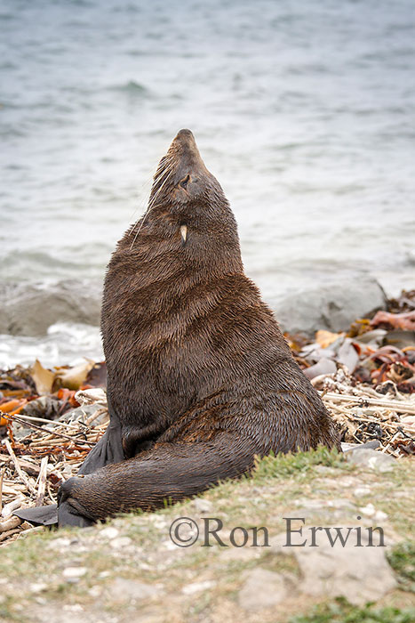 Kekeno or Fur Seal, NZ